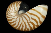 藏品(鸚鵡螺)的圖片